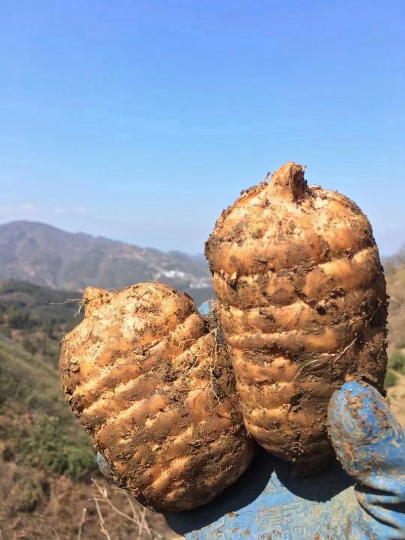 彝良小草坝天麻:大自然的馈赠